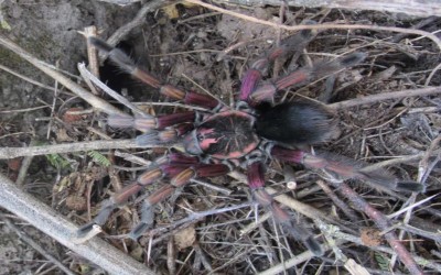 Pamphobeteus Sp Ultramarinus Sling Tarantula